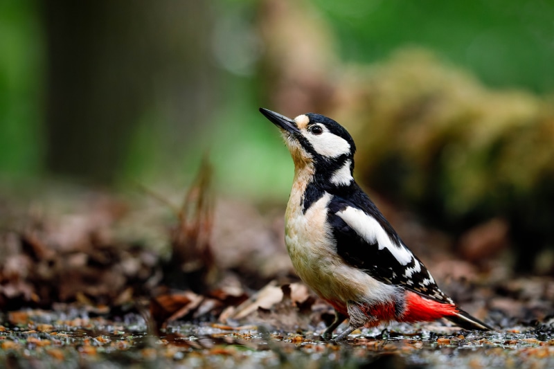 Great Spotted Woodpecker in Bokeh