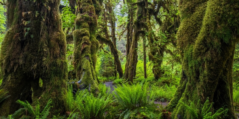 Moss-covered trees in Olympic National Park, Washington
