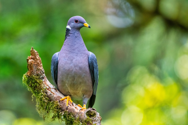 Pigeon perched on a mossy branch