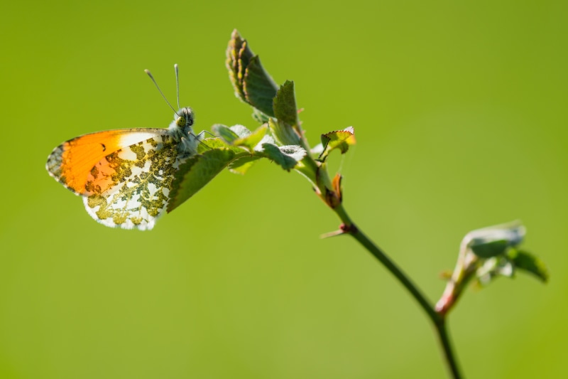 Anthocharis cardamines butterfly on a plant