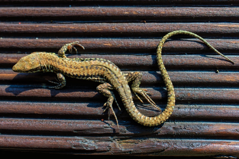 Lizard on wooden surface, closeup, 4K