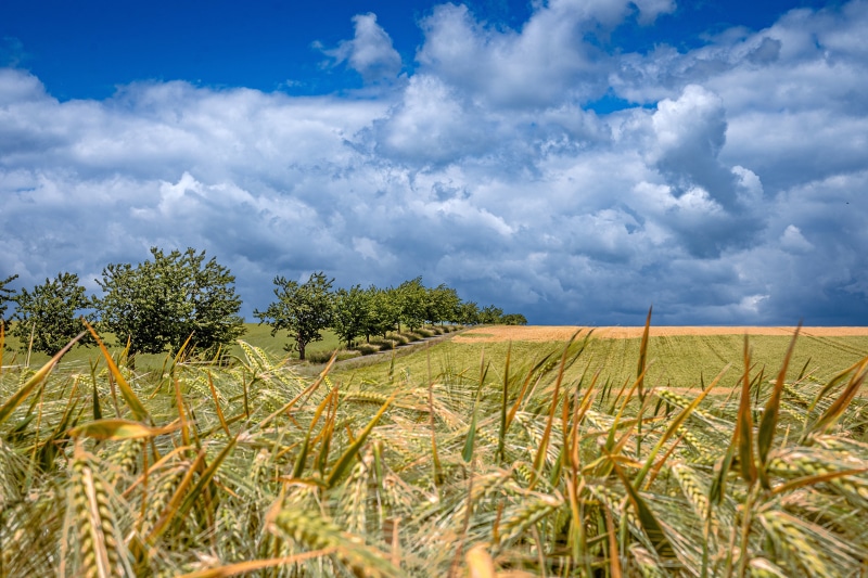 Wheat field with trees and clouds in Nordharz, Germany