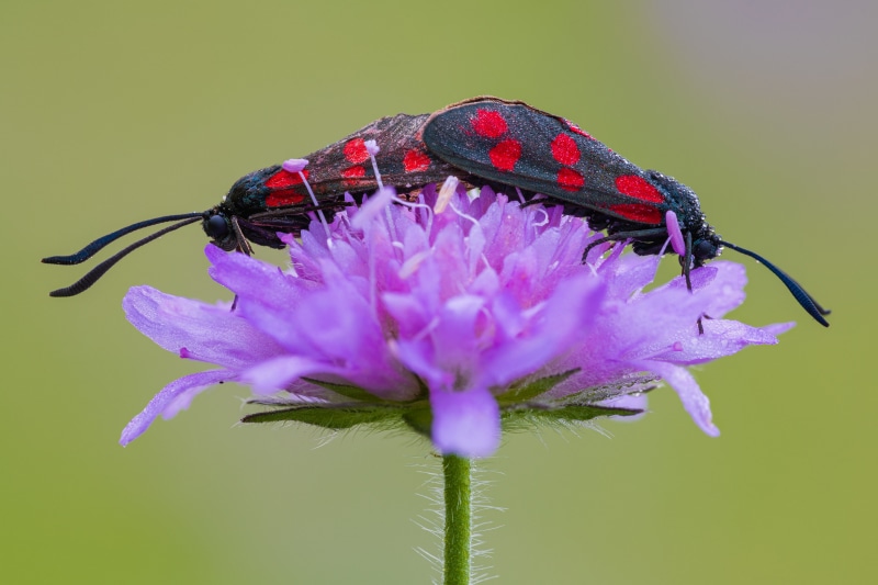 Two Six-spot Burnet Moths Mating on Flower