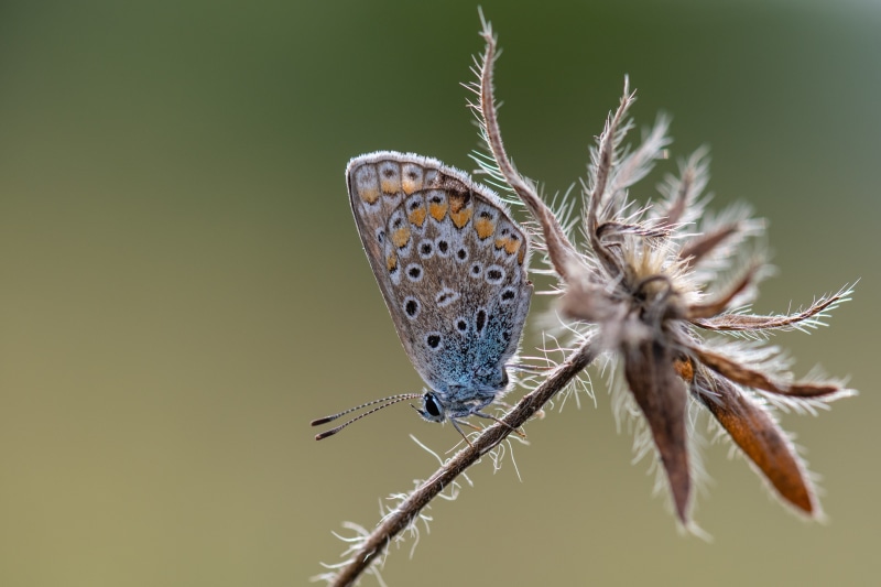 Close-up of a Common Blue Butterfly on a Dried Plant