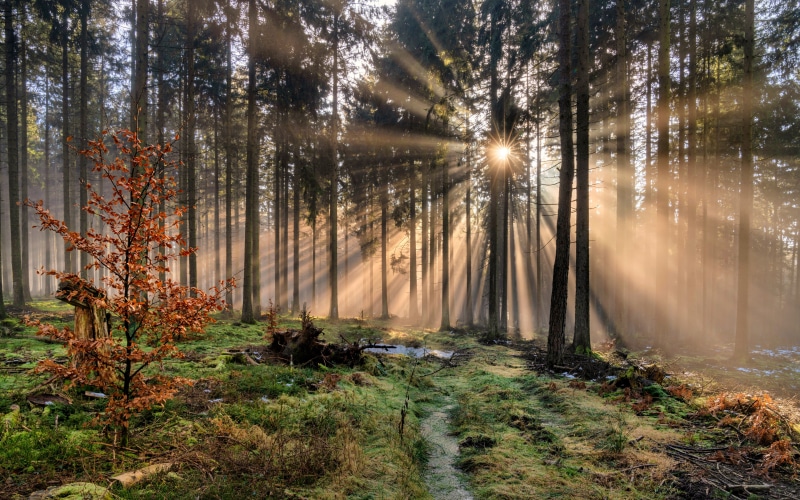 Sunbeams in a German Forest
