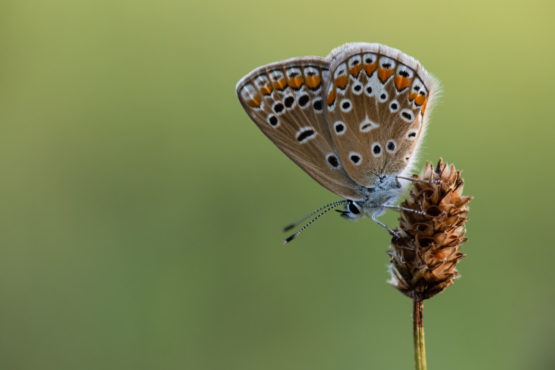 Common Blue butterfly on a dried plant