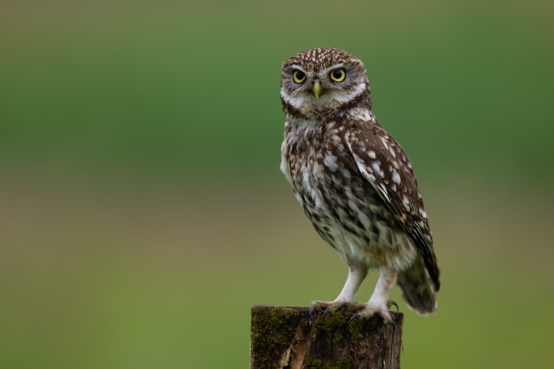Little Owl perched on a wooden post