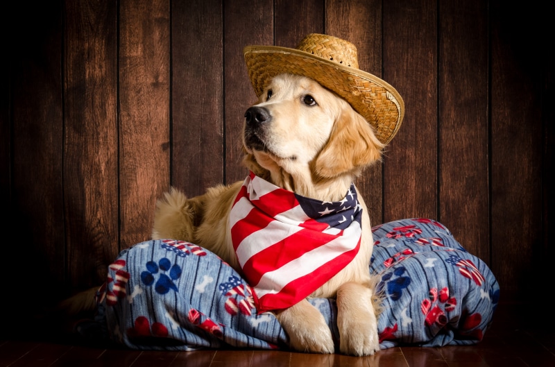 Golden Retriever Dog Wearing Cowboy Hat and Bandana
