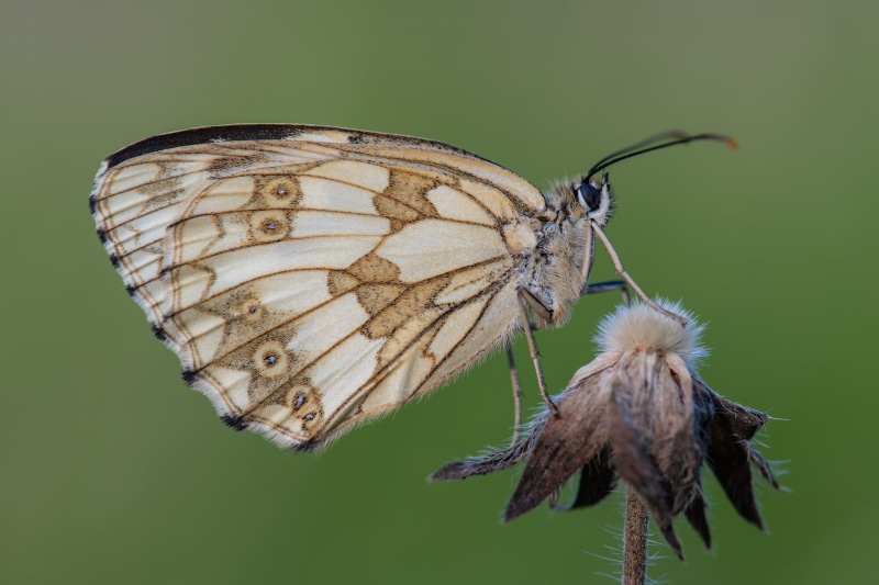 4K Melanargia Galathea Butterfly on Dried Flower
