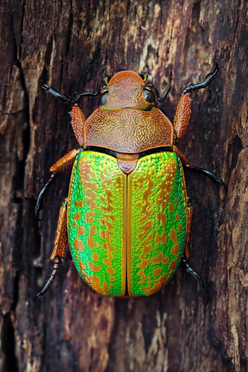 Chrysina victorina beetle on tree bark