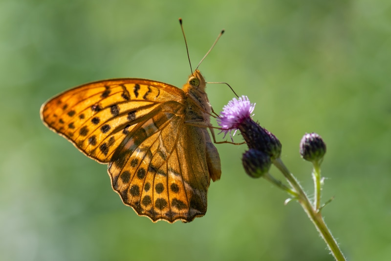 4K Argynnis paphia butterfly on thistle