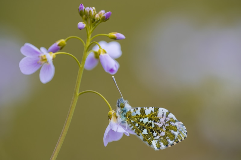 Anthocharis cardamines butterfly on a flower