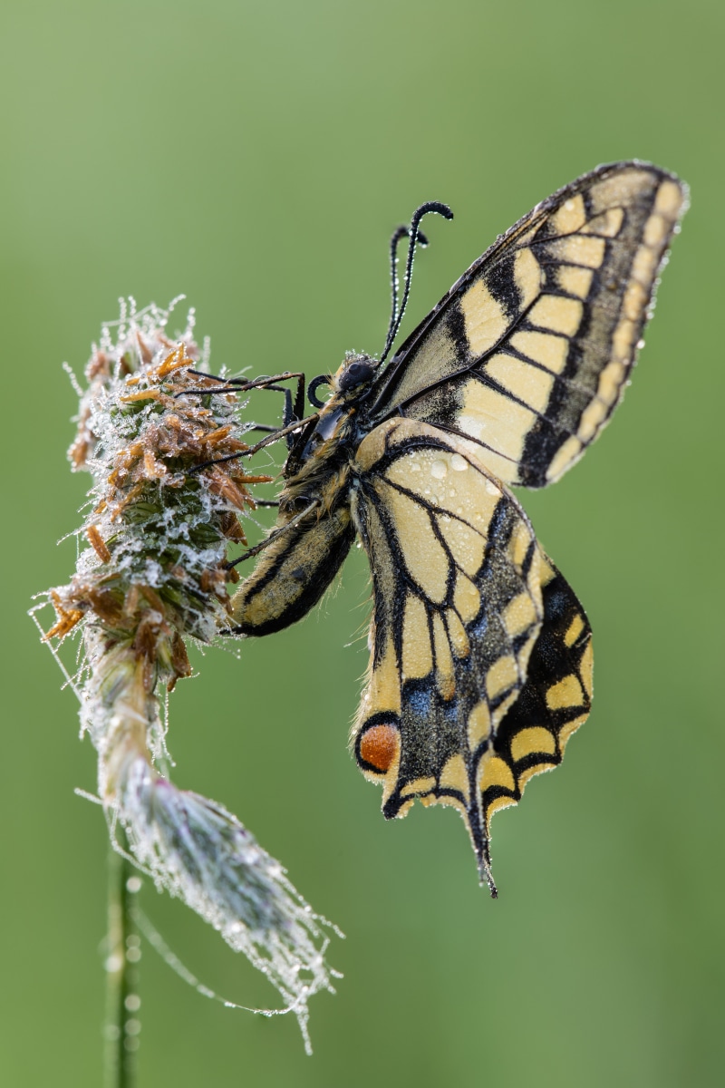 Machaon butterfly on a dew-covered plant