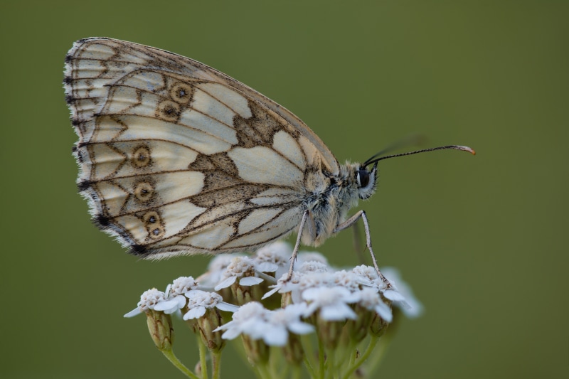 Melanargia galathea butterfly on white flowers