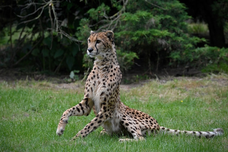 Cheetah sitting in grass