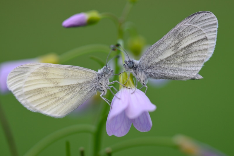 4K Leptidea sinapsis Butterflies on Flower
