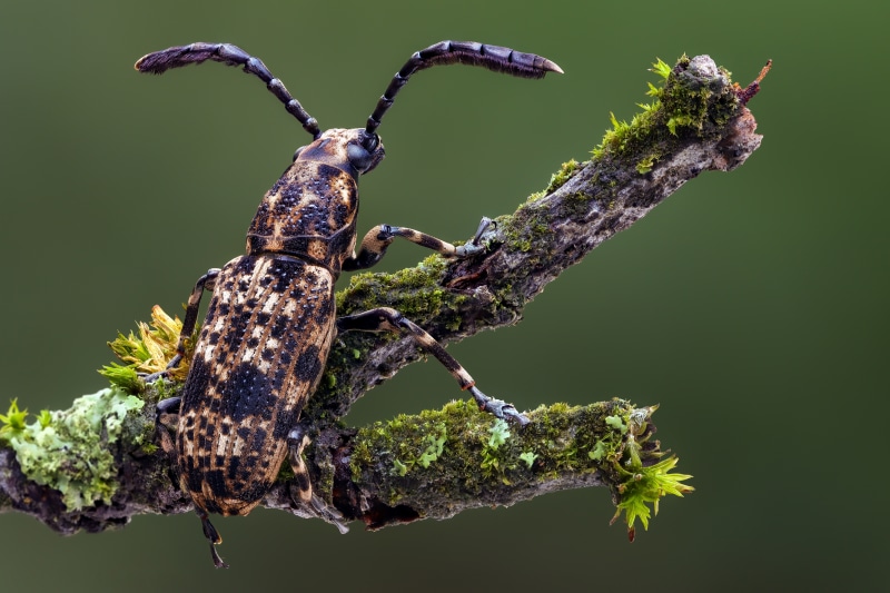 Dasycorynus riehlii beetle on mossy branch