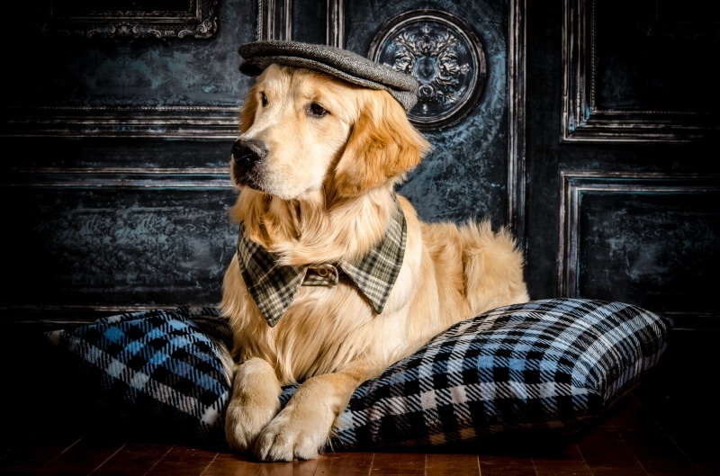 Golden Retriever Dog Wearing a Cap and Scarf