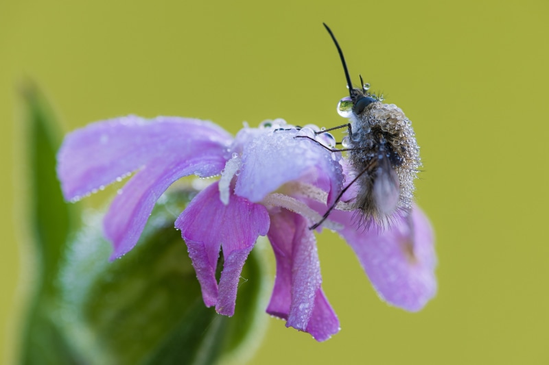 Bombylius major insect on a purple flower with dew drops