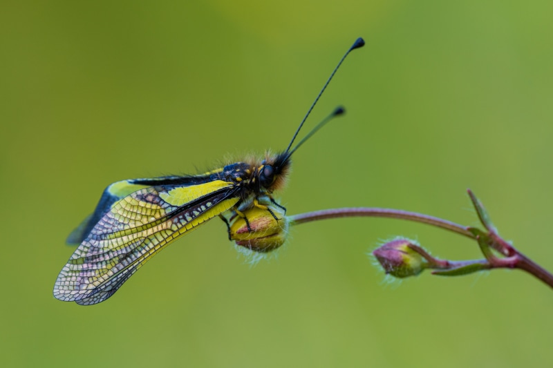 Ascalaphidae insect on a plant bud