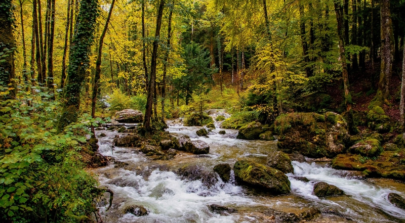 Forest river with rocks and autumn trees