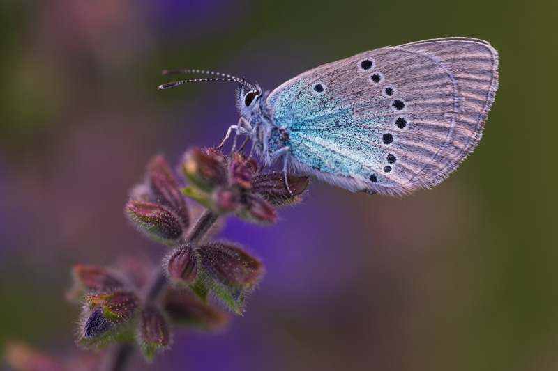 Glaucopsyche alexis butterfly on a plant
