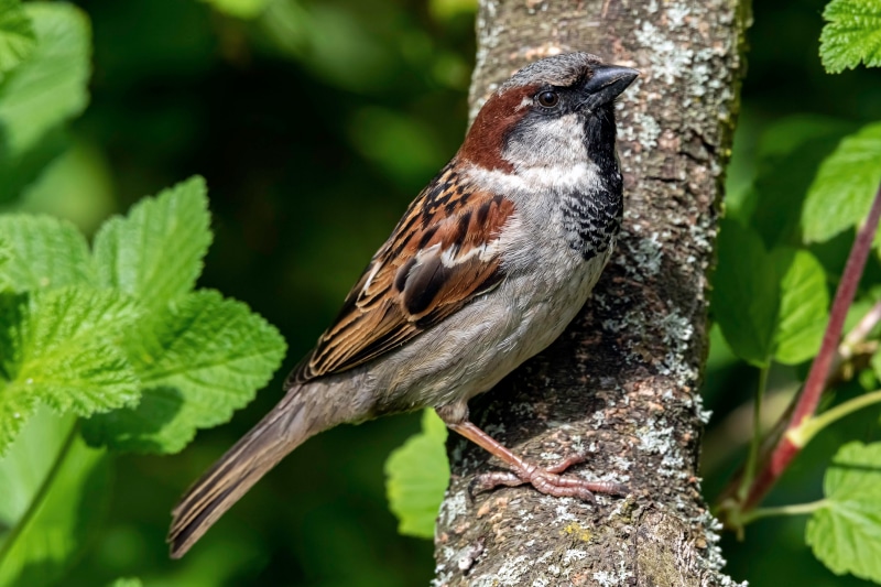 4K Sparrow Bird Closeup