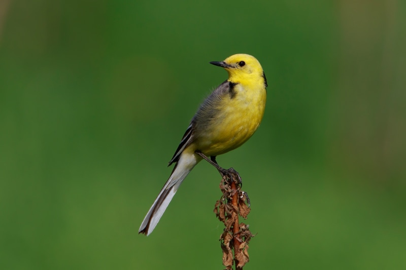 Yellow wagtail bird perched on a dry plant