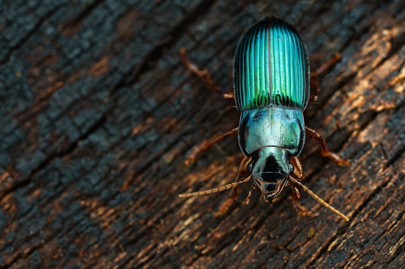 Close-up of Harpalus affinis beetle on wood