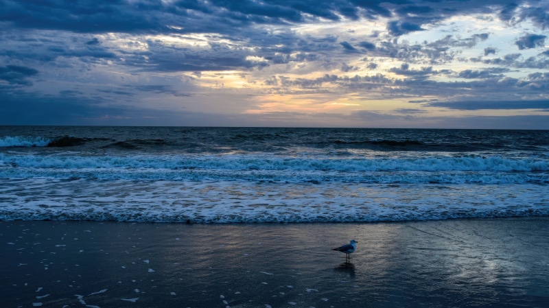 Seagull on a beach at sunrise with ocean waves
