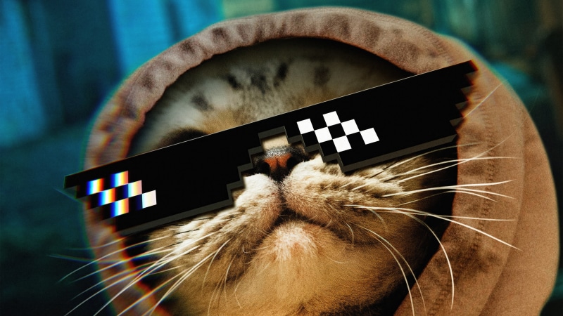 Cat wearing thug life glasses and hoodie