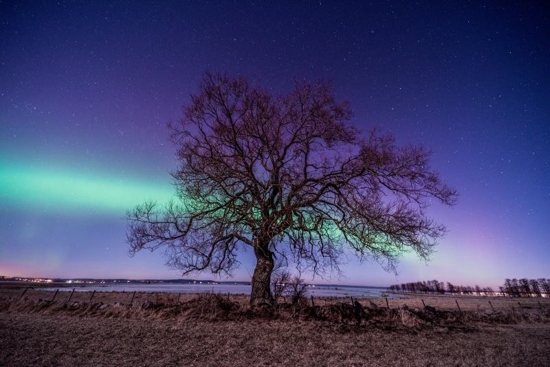 Bare tree under aurora borealis and starry sky