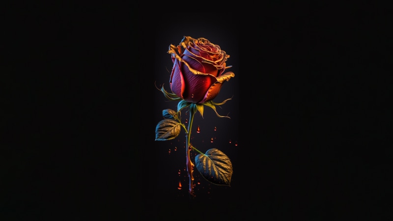 Dark Red Rose with Golden Edges