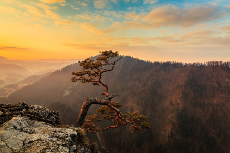 Pine tree on cliff edge at sunset, mountains
