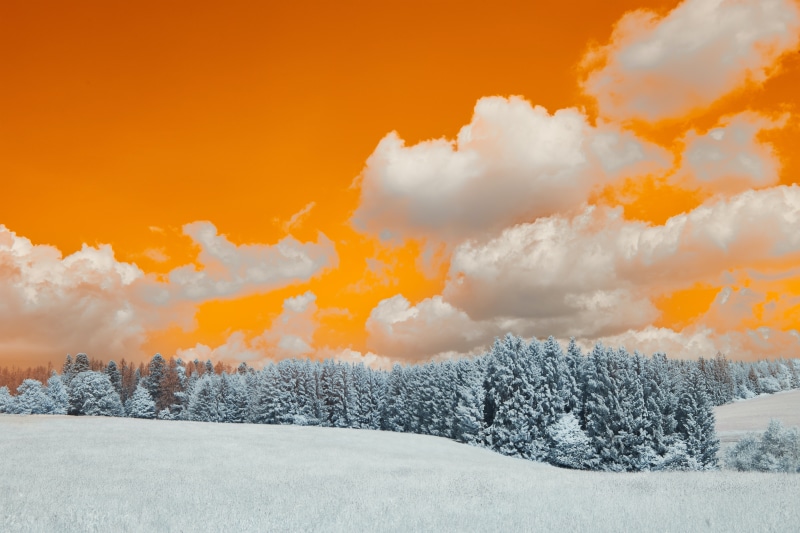 Snowy trees under an orange sky with clouds