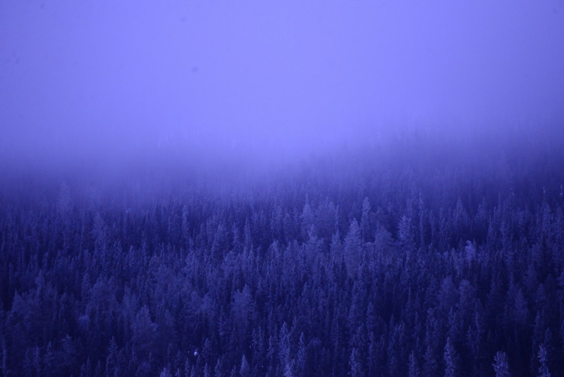Misty forest with pine trees