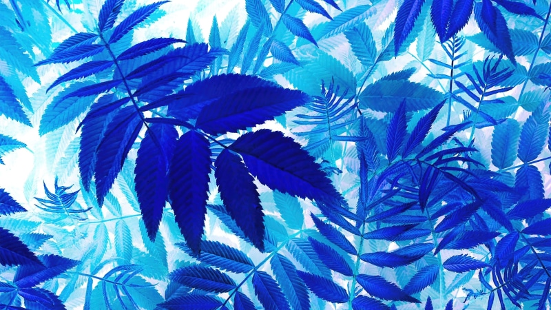 Blue leaves pattern 4K