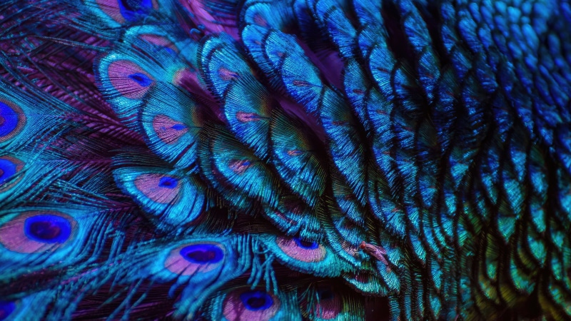 Close-up of Peacock Feathers