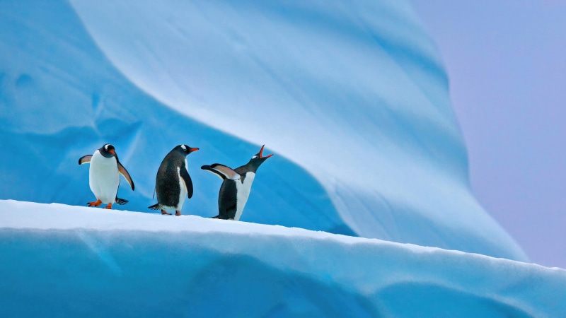 Three Gentoo penguins on an iceberg
