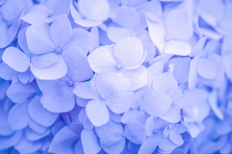Close-up of blue hydrangea flowers