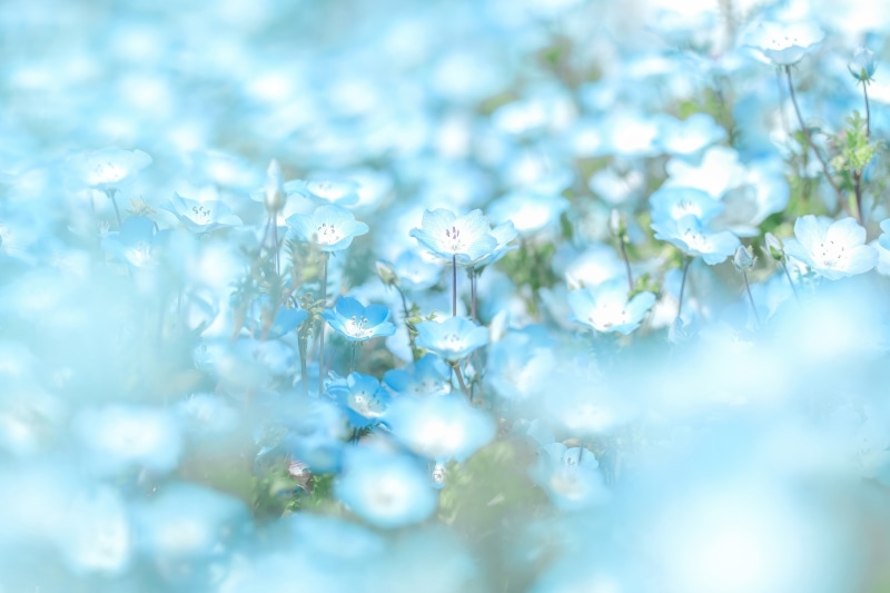 Field of blue Nemophila flowers in 4K