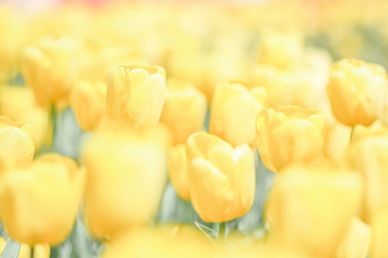 Field of yellow tulips 4K