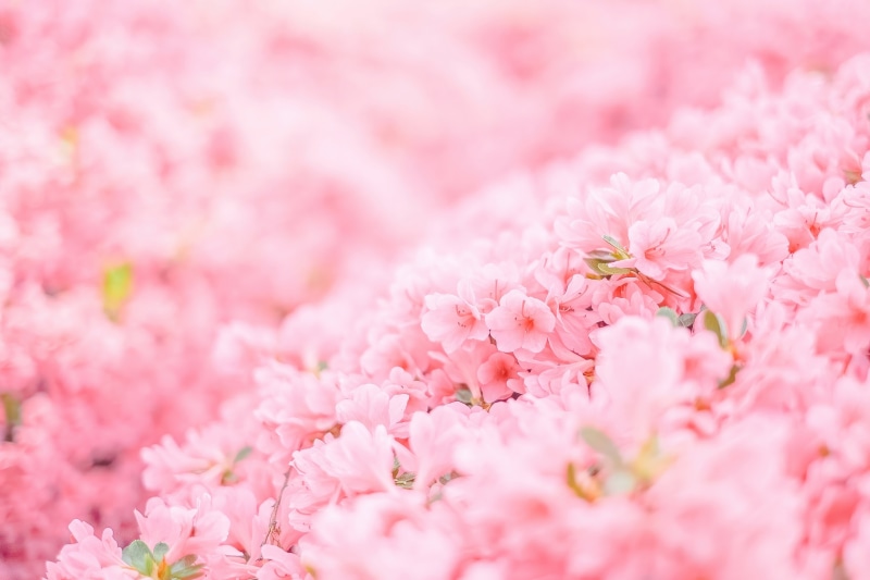 Pink flowers in soft focus 4K