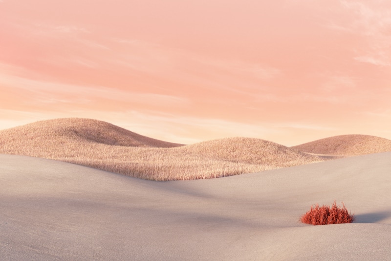 Microsoft Surface desert landscape with red bush