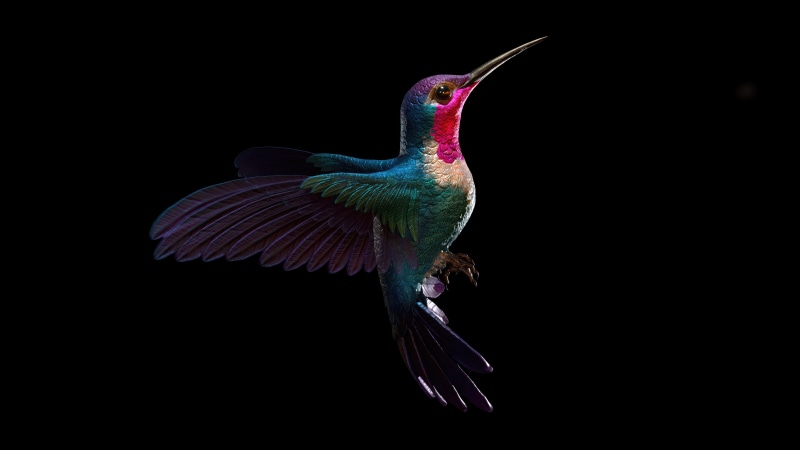 Hummingbird with iridescent feathers on black background