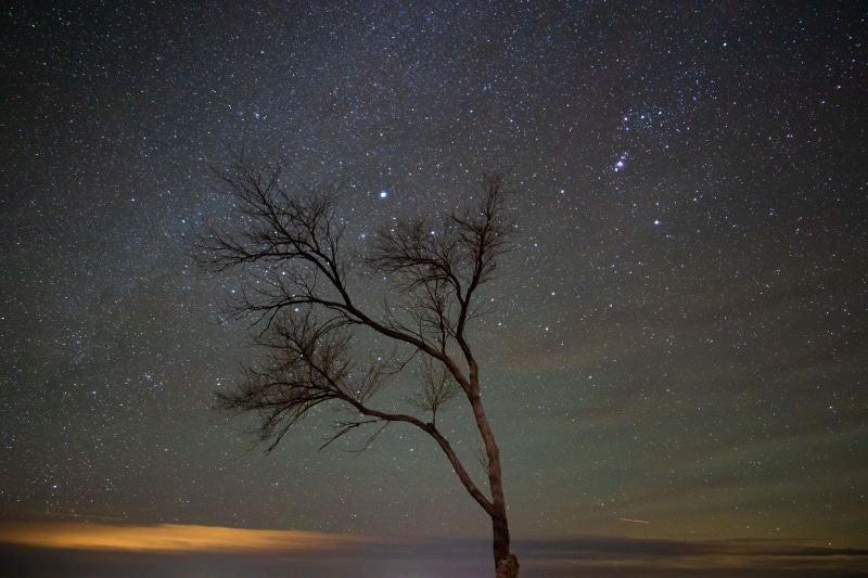 Bare tree against a starry night sky