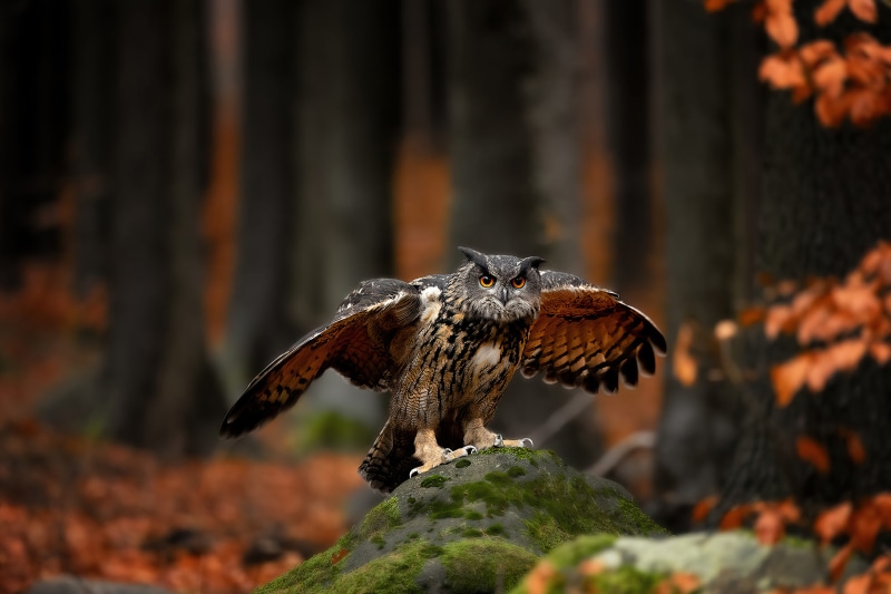 Eurasian Eagle Owl with wings spread on mossy rock