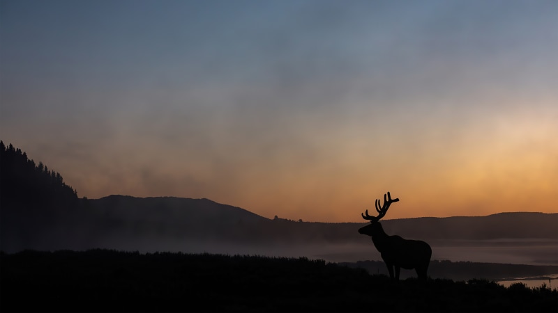 Silhouette of an elk at sunrise with misty mountains