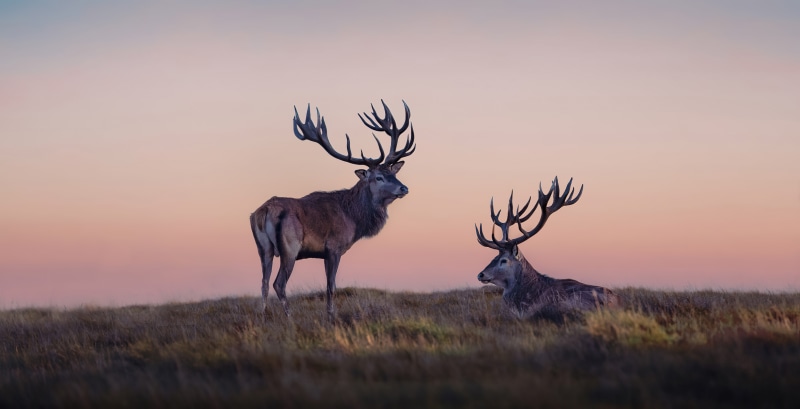 Two stags with large antlers on a grassy hill at sunset