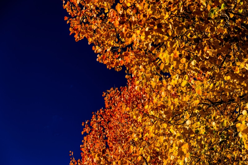 Autumn leaves against a dark blue sky